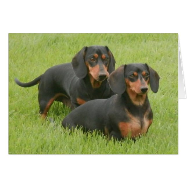 Dashunds (正面横)