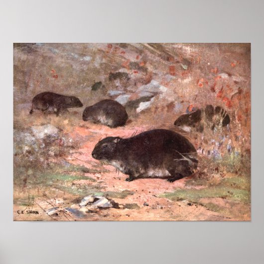 Dassie Rats by CE Swan, Wild Animal Rodent ポスター (正面)