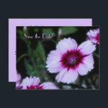 Date 80th Birthday Party Purple Flowersを保存 案内ポストカード<br><div class="desc">紫淡い色のの花と深い紫の中心飾は、この美しく上品な"日付を保存"フローラはがき発表。裏面は紫のレタリングに黒淡い色の色を付ける。とても上品だ！デフォルトは80誕生日だが、名前、年齢、日付、場所などを簡単に変更できる。オリジナル写真：Alan SocolikAll Rights Reserved © 2014 Alan & Marcia Socolik.</div>