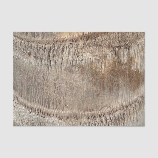 Date Palm Tree Trunkテクスチャのクローズアップ写真イメージ 薄葉紙 (正面)