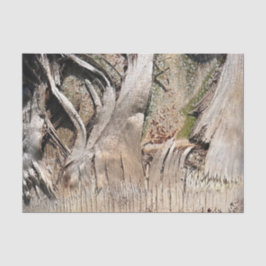 Date Palm Tree Trunkテクスチャのクローズアップ写真イメージ 薄葉紙