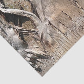 Date Palm Tree Trunkテクスチャのクローズアップ写真イメージ 薄葉紙 (詳細)
