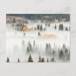 Dawn Ground Fog Covers Mountain Forest ポストカード