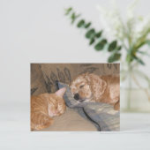 Dax and Chance共有 ポストカード (スタンド正面)