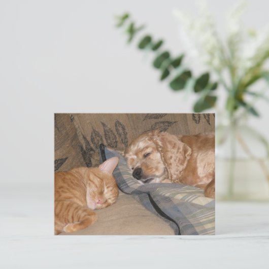 Dax and Chance共有 ポストカード (スタンド正面)