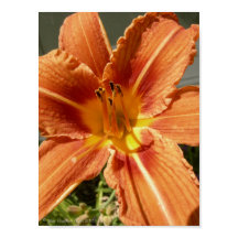 Day lily