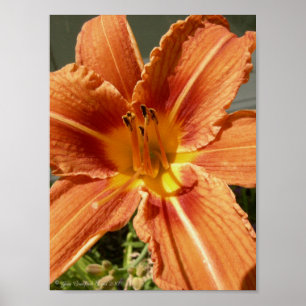 Day lily ポスター
