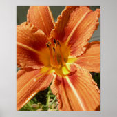 Day lily ポスター (正面)
