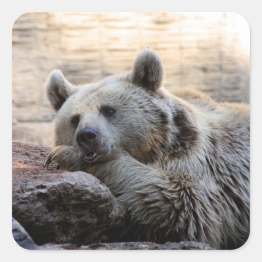 Daydreaming Bear Stickers スクエアシール (正面)