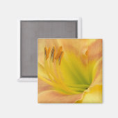 DAYLILY "ブロンドベビー" - – 黄色の緑のオレンジ。 マグネット (正面/裏面)