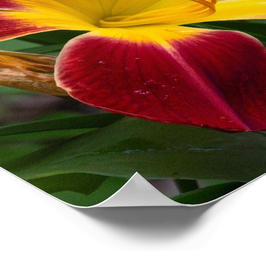 Daylily ポスター (角)