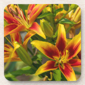Daylily Botanicalプリント、カナダ写真 コースター (正面)