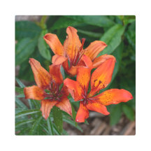 Daylily Botanicalプリント、カナダ写真