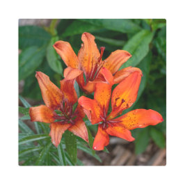 Daylily Botanicalプリント、カナダ写真 メタルプリント