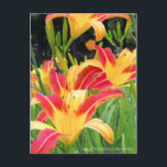 Daylily: Hemerocallis‘Bonanza’ [Postcard] ポストカード<br><div class="desc">ヘメロカリス「ボナンザ」（Daylily: Hemerocallis‘Bonanza’）</div>