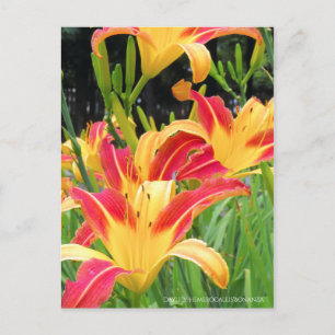 Daylily: Hemerocallis‘Bonanza’ [Postcard] ポストカード
