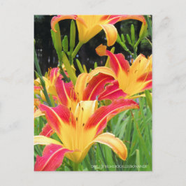 Daylily: Hemerocallis‘Bonanza’ [Postcard] ポストカード
