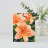 Daylily: Hemerocallis‘Persian Princess’ [Postcard] ポストカード (スタンド正面)