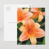 Daylily: Hemerocallis‘Persian Princess’ [Postcard] ポストカード (正面/裏面)