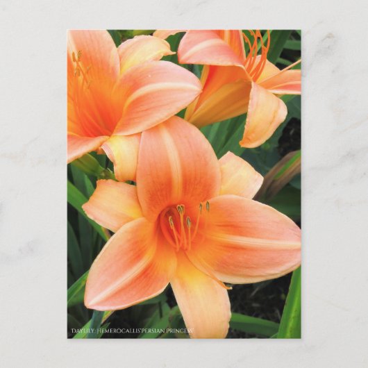 Daylily: Hemerocallis‘Persian Princess’ [Postcard] ポストカード (正面)