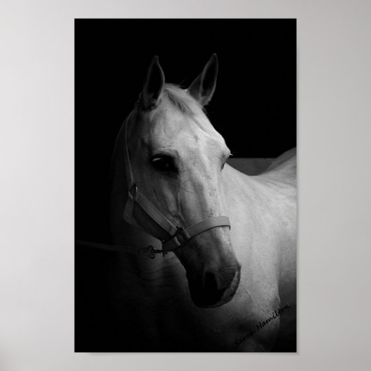 Dazzle ポスター (正面)