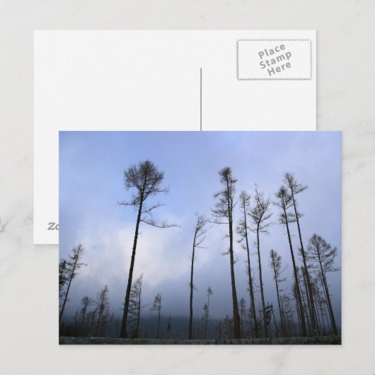 Dead forest ポストカード (正面/裏面)