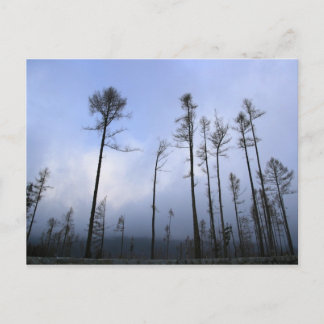 Dead forest ポストカード
