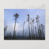 Dead forest ポストカード (正面)