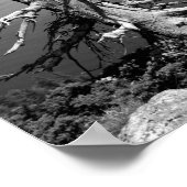 Dead tree, Jenny Lake, Grand Teton, Wyoming ポスター (角)