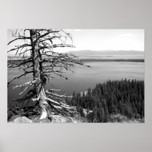 Dead tree, Jenny Lake, Grand Teton, Wyoming ポスター
