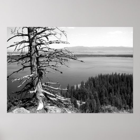 Dead tree, Jenny Lake, Grand Teton, Wyoming ポスター (正面)