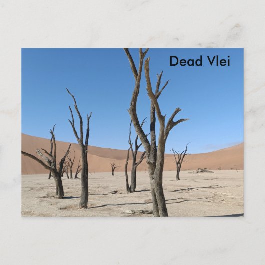 Dead Vlei、ナミビアはがき ポストカード (正面)