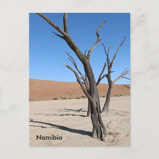 Dead Vlei、ナミビアはがき ポストカード (正面)