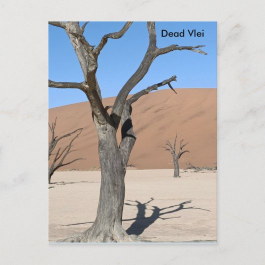 Dead Vlei、ナミビアはがき ポストカード (正面)