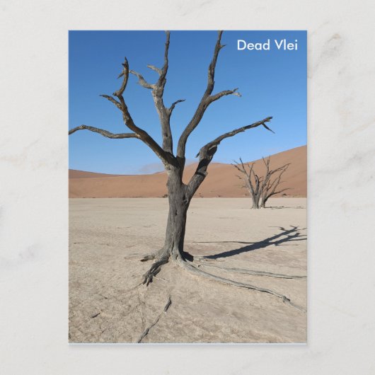 Dead Vlei、ナミビアはがき ポストカード (正面)