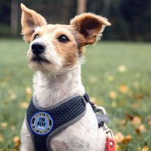 Deaf Pet Medical Do Not Startle Custom Name Blue