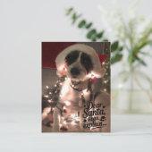 Dear Santa I can explain (犬) ポストカード (スタンド正面)