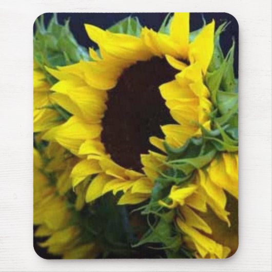 debbieophotographyによるSunfllowerの勉強 マウスパッド (正面)