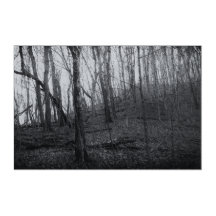 December Winter Black and White Trees