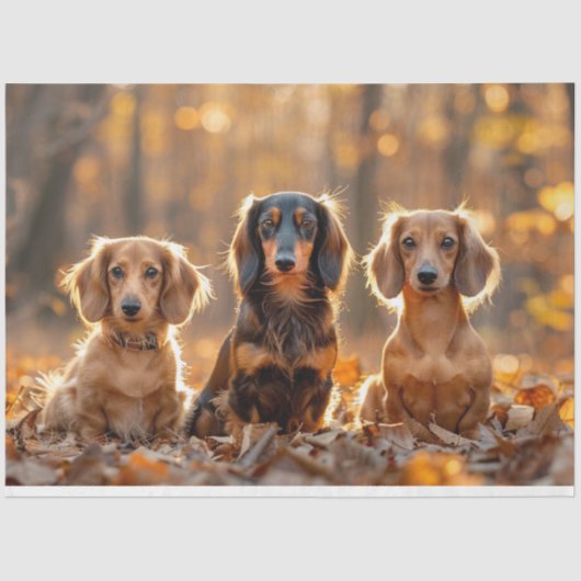 Decopage秋設定Dachshunds紅葉 薄葉紙 (正面)