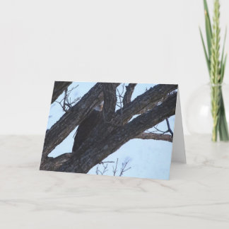 Decorah North Eagles：オオカミの月 カード