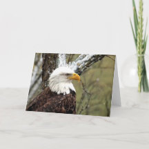 Decorah North Eagles：ビーバームーン