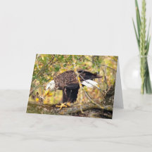 Decorah North Eagles：収穫月