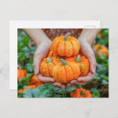 Decorative Pumpkin Harvest Close-Up シーズンポストカード (正面/裏面)