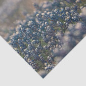 Decoupage Texas Longhorns Field Bluebonnet Flowers 薄葉紙 (詳細)