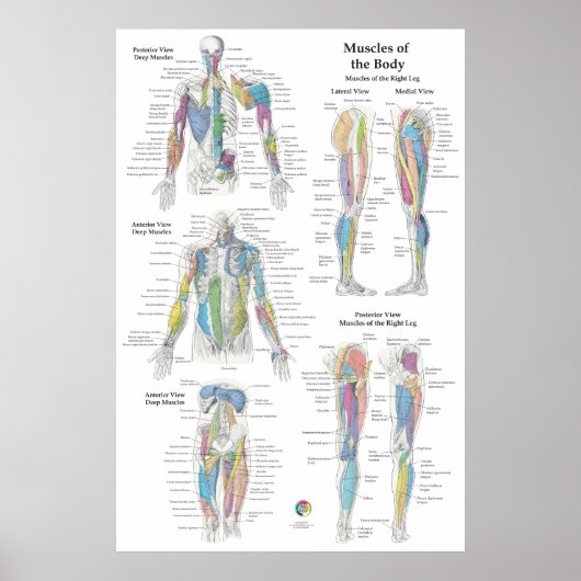 Deep Muscle Anatomy Chart ポスター (正面)
