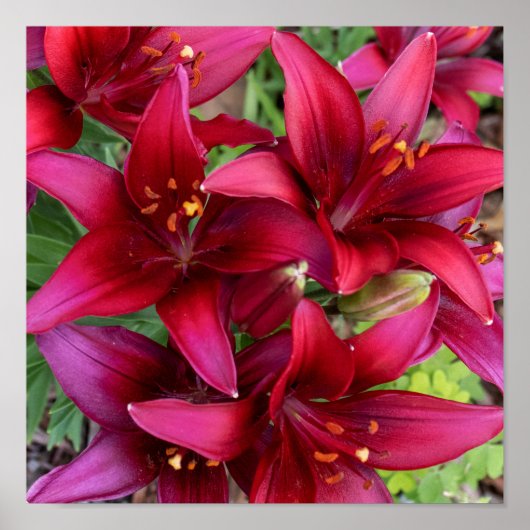 Deep Reds ポスター (正面)