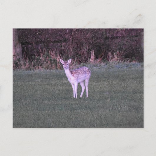 Deer ポストカード (正面)