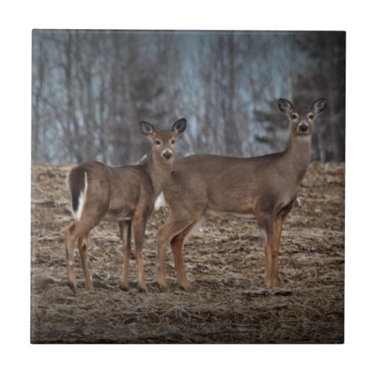 Deer_0337v タイル (正面)