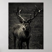 DEER 12 POINT BUCK ポスター (正面)
